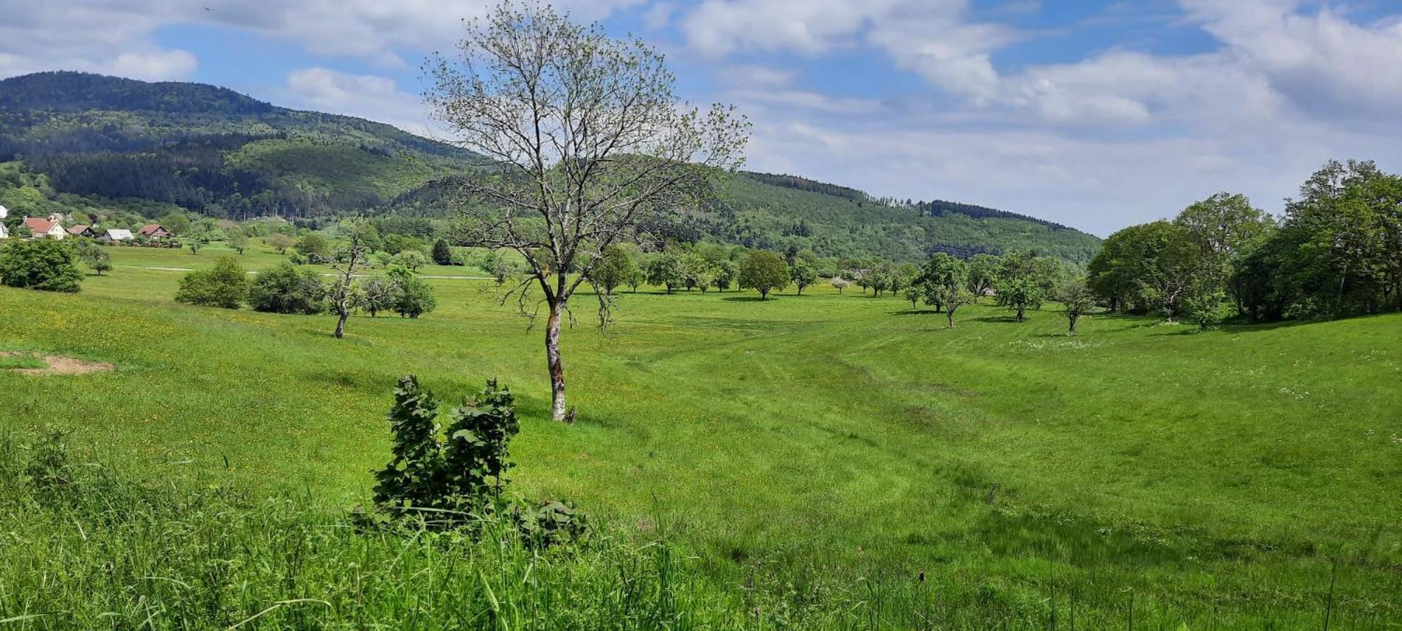Gite Au Petit Verger Masevaux-Niederbruck Esterno foto